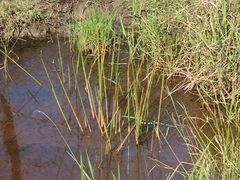 Eleocharis limosa