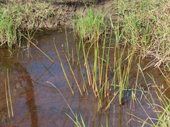 Eleocharis limosa