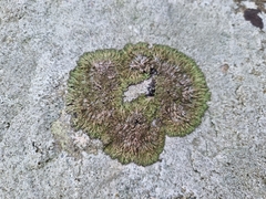 Anaptychia runcinata