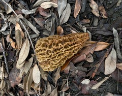 Morchella rufobrunnea