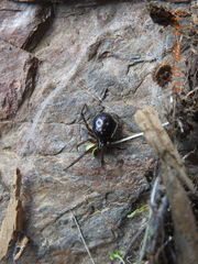 Steatoda paykulliana