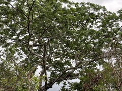 Parkia biglobosa