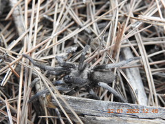 Ischnocolus valentinus