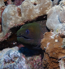 Gymnothorax undulatus