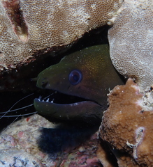 Gymnothorax undulatus