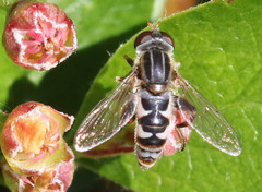Anasimyia anausis