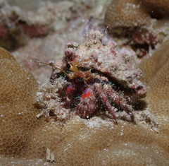 Dardanus sanguinocarpus