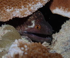 Gymnothorax flavimarginatus