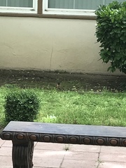 Turdus migratorius