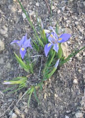 Iris unguicularis syriaca