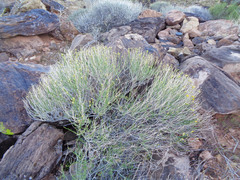 Acamptopappus sphaerocephalus