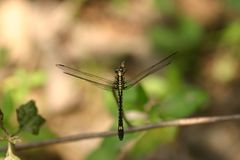 Phyllothemis eltoni