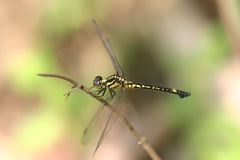 Phyllothemis eltoni