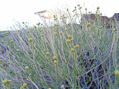 Acamptopappus sphaerocephalus