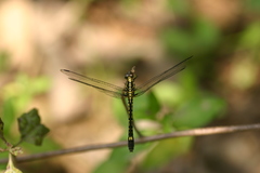 Phyllothemis eltoni