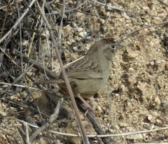 Aimophila ruficeps canescens