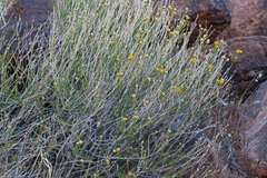 Acamptopappus sphaerocephalus