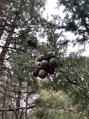Cupressus forbesii