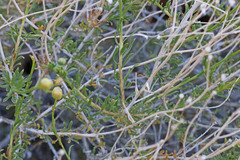 Acamptopappus sphaerocephalus