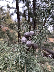 Cupressus forbesii
