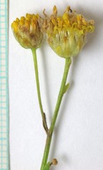 Acamptopappus sphaerocephalus