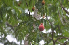 Parkia biglobosa