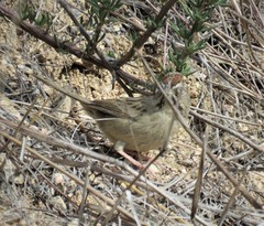 Aimophila ruficeps canescens