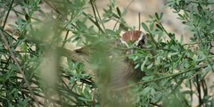 Aimophila ruficeps canescens
