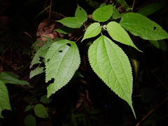 Boehmeria ramiflora