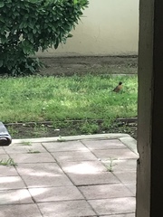 Turdus migratorius