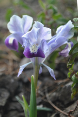 Iris stenophylla
