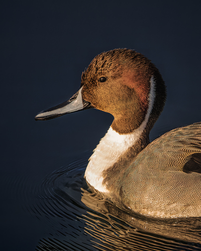 Canard pilet