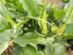 Zantedeschia aethiopica