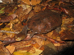 Hydromedusa maximiliani