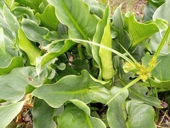 Zantedeschia aethiopica