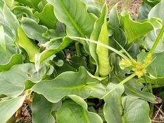 Zantedeschia aethiopica
