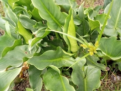 Zantedeschia aethiopica