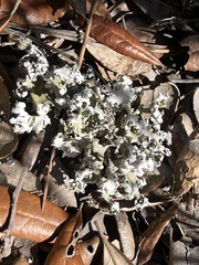 Cladonia prostrata