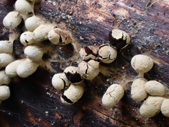 Diderma evelinae