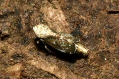 Errastunus ocellaris