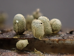 Diderma evelinae