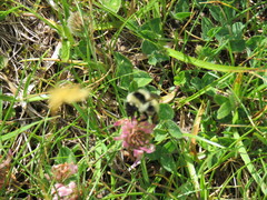 Bombus mesomelas