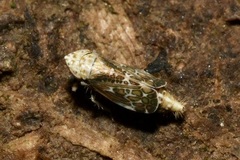 Errastunus ocellaris