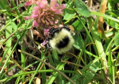 Bombus mesomelas
