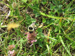 Bombus mesomelas