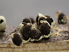 Diderma evelinae