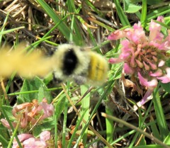 Bombus mesomelas