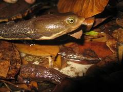 Hydromedusa maximiliani