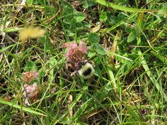 Bombus mesomelas