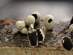 Diderma evelinae